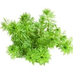 DENNERLE Wasserpflanzen-Set "100 L Basic" 22 DENNERLE Wasserpflanzen-Set "100 L Basic" -EHEIM || DENNERLE || VERSELE-LAGA Verkäufe 0205ffc5da597930c66c18d5922dd722706ff4e7 a47b74ae5710ca485c464947113836fec14cd856