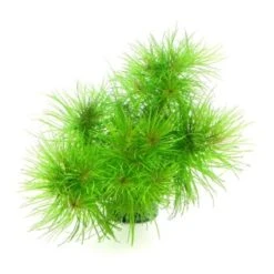 DENNERLE Wasserpflanzen-Set "100 L Basic" 24 DENNERLE Wasserpflanzen-Set "100 L Basic" -EHEIM || DENNERLE || VERSELE-LAGA Verkäufe 110db7ee7a11adc40a630520f0473d1f57735a7d 1322330 de DE dennerle wasserpflanzen set wb