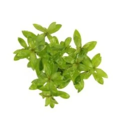 DENNERLE Wasserpflanzen-Set "60L Bund Basic" -EHEIM || DENNERLE || VERSELE-LAGA Verkäufe 11400200d53a940cb3e70d9a800bd5bb53cfe9a1 6f16b6e484a42cffa4defe9431d124ceb3afa615