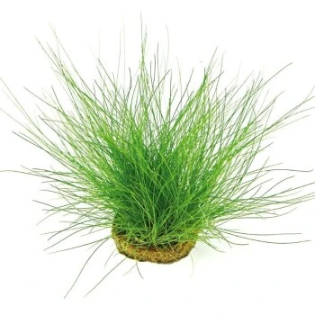 DENNERLE Wasserpflanzen-Set "100 L Basic" 7 DENNERLE Wasserpflanzen-Set "100 L Basic" – Bild 5