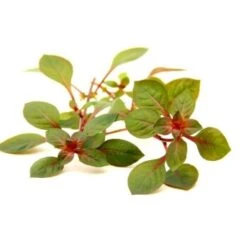 DENNERLE Wasserpflanzen-Set "60L Mix Start" -EHEIM || DENNERLE || VERSELE-LAGA Verkäufe 176d6cf6ae5b5c23cb087bb414fae9ce3374637c ac03640695d43b7c8f6286746d0900e80fbe33e5