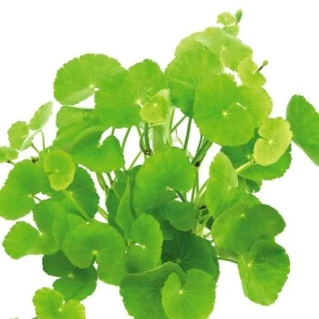 DENNERLE Wasserpflanzen-Set "100 L Basic" 14 DENNERLE Wasserpflanzen-Set "100 L Basic" – Bild 12