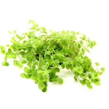 DENNERLE Wasserpflanzen-Set "80L Basic" 8 DENNERLE Wasserpflanzen-Set "80L Basic" – Bild 6