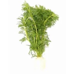 DENNERLE Wasserpflanzen-Set "60L Mix Start" -EHEIM || DENNERLE || VERSELE-LAGA Verkäufe 4303931962ce04512aca6ac17088c092dfe110b7 1322326 de DE dennerle wasserpflanzen set wb