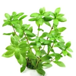 DENNERLE Wasserpflanzen-Set " 80L Start" -EHEIM || DENNERLE || VERSELE-LAGA Verkäufe 4f182ed117a928d7cfbc87a4b64352750dc5ae6c fc9b3f04f97544fcf15935c071a2b953d94c7760