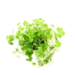 DENNERLE Wasserpflanzen-Set " 80L Start" -EHEIM || DENNERLE || VERSELE-LAGA Verkäufe 5a28ac4afeb4f3bd3ed5369ad0d4a82f01ef4e60 3ed9ba22efaf35f16f0f556698bb0046a03045f8