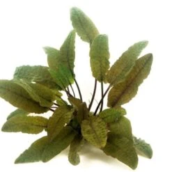 DENNERLE Wasserpflanzen-Set "100 L Basic" 18 DENNERLE Wasserpflanzen-Set "100 L Basic" -EHEIM || DENNERLE || VERSELE-LAGA Verkäufe 5f8ab397ab78cdf01bac543e3a0584e79d144242 adccc97b485ac5591bbc31e1ef9b3b56dd11b826