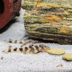 JBL PRONOVO PLECO WAFER Futtertabletten Für Herbivore Saugwelse XL 250 Ml -EHEIM || DENNERLE || VERSELE-LAGA Verkäufe 5fd8c48424dcd934ce8dd9fe90508ea34faae60c 1388874 de DE jbl pronovo pleaco wafer 4