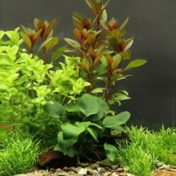 DENNERLE Wasserpflanzen-Set "30L Start"