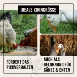 Aniforte FarmLife Hühner Futter Mix Mit Oregano 5 Kg -EHEIM || DENNERLE || VERSELE-LAGA Verkäufe 613d98526a4a6ced35d3bc5779539af2ab2436f7 1496140 de DE 1a4043f235c1cca049d2bfbc4e65cafc7197bd27Z6Udr0