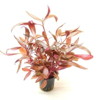 DENNERLE Wasserpflanzen-Set "80L Basic" 5 DENNERLE Wasserpflanzen-Set "80L Basic" – Bild 3