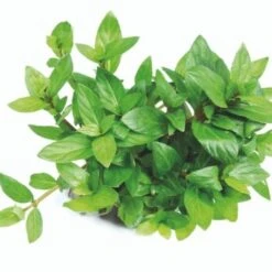 DENNERLE Wasserpflanzen-Set "80L Basic" 22 DENNERLE Wasserpflanzen-Set "80L Basic" -EHEIM || DENNERLE || VERSELE-LAGA Verkäufe 70ce3194c36dbb8a1e2fe759e4722da9ca8e8db9 08eb4efe7c1d062e7c72bfa0b2a0a407d552abb3