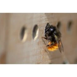 Dobar Großes Profi-Insektenhotel -EHEIM || DENNERLE || VERSELE-LAGA Verkäufe 7420d4284c352bcc21711192c12f7be17a392058 72fdcb90d71988448e02e8d21a34f66ac3b87fb3
