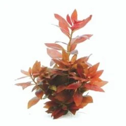 DENNERLE Wasserpflanzen-Set "30L Start" -EHEIM || DENNERLE || VERSELE-LAGA Verkäufe 7c0610c9ff07559b0fa39acf42c03cbb5c948159 0636c182e015207853959ad2935716d7c756b832