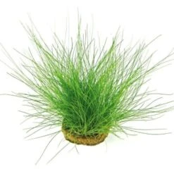 DENNERLE Wasserpflanzen-Set " 80L Start" -EHEIM || DENNERLE || VERSELE-LAGA Verkäufe 907186ef4a52eb8b894b4a20ee2af7b37f1c407a 6669183434bc9ef2f6cde2e6e6c45dd776eddeac