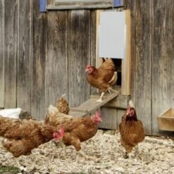 Kerbl Aluminium Schiebetür 30x40cm -EHEIM || DENNERLE || VERSELE-LAGA Verkäufe 9adbfec2c621350389cff33263863e00153b2fba 4e7d9e8f05a864573ac9c0e1a528d1cf367b16b7