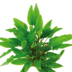 DENNERLE Wasserpflanzen-Set " 80L Start" -EHEIM || DENNERLE || VERSELE-LAGA Verkäufe a787165c05658f8d5fd52e815c4135057c418173 1d66d85a5697caa71ccca9fc40eac4b0822d61c3