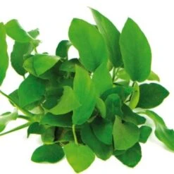 DENNERLE Wasserpflanzen-Set " 80L Start" -EHEIM || DENNERLE || VERSELE-LAGA Verkäufe ab6d780fa585e4963281d452f90cdd7e639f9739 4ee714b9cbfaeaadf68b9040fffe96ab8b58c6a5