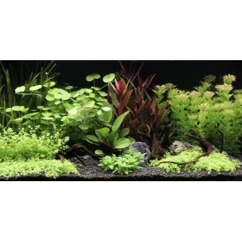 DENNERLE Wasserpflanzen-Set "80L Basic" 3 DENNERLE Wasserpflanzen-Set "80L Basic"