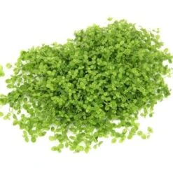 DENNERLE Wasserpflanzen-Set "100 L Basic" 28 DENNERLE Wasserpflanzen-Set "100 L Basic" -EHEIM || DENNERLE || VERSELE-LAGA Verkäufe b71251ed1d73e415e6754996d78edd669cb5e926 ca4b9a1365826d39d38036b46d17b9f3c7a28827