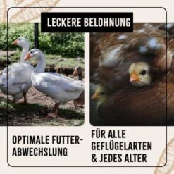 Aniforte FarmLife Soldatenfliegenlarven 800g -EHEIM || DENNERLE || VERSELE-LAGA Verkäufe b8c4ce8c93b842d242b54ef90a1eb922662c1a71 1659554 de DE 2fef566d33dedf45b178331f7b69f22b9626ec85MvOpgZ