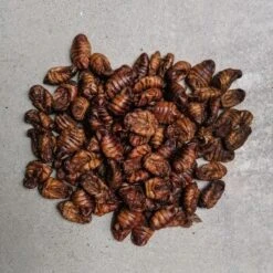 Insektus Seidenraupen 500 G -EHEIM || DENNERLE || VERSELE-LAGA Verkäufe bde0780057a99301b5d89ec8b5c4c42ede17f0b8 1497023 de DE 3a62462076678c1d04f5bed565d59dc7a0412d4dGP9zxz