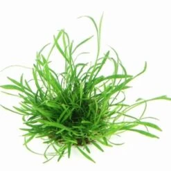 DENNERLE Wasserpflanzen-Set "100 L Basic" 21 DENNERLE Wasserpflanzen-Set "100 L Basic" -EHEIM || DENNERLE || VERSELE-LAGA Verkäufe c0290522f98f09ba738a631493a2868ae2d06c9f 50345e948b073844d5159c5a2db2c79c3a18b5a2