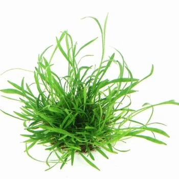 DENNERLE Wasserpflanzen-Set "100 L Basic" 8 DENNERLE Wasserpflanzen-Set "100 L Basic" – Bild 6