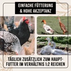 Aniforte FarmLife Geflügel Körner Auslese 5 Kg -EHEIM || DENNERLE || VERSELE-LAGA Verkäufe c2628ae2c0585f930beaae0412860d333df94762 1496422 de DE 676e8b741a50f1249a5e464f85e4e17fbbf022e259cv7l