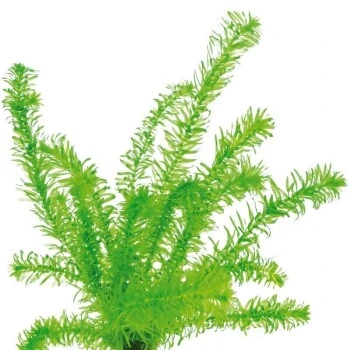 DENNERLE Wasserpflanzen-Set "60L Mix Basic" 6 DENNERLE Wasserpflanzen-Set "60L Mix Basic" – Bild 5