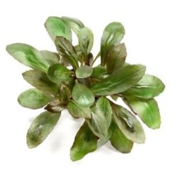 DENNERLE Wasserpflanzen-Set "30L Basic" -EHEIM || DENNERLE || VERSELE-LAGA Verkäufe d0a6eecb2146b582bd0cce89be2f854f9be7fccf 21117bea75df595fca9aca16326099adec1fe6cf