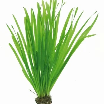 DENNERLE Wasserpflanzen-Set "80L Basic" 10 DENNERLE Wasserpflanzen-Set "80L Basic" – Bild 8