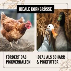 Aniforte FarmLife Geflügel Körner Auslese 5 Kg -EHEIM || DENNERLE || VERSELE-LAGA Verkäufe dc10dd0a1ab8ee009f58d4d3a19628aa85bc0619 1496422 de DE 2102b65a45b7722b1cb632443a0c76ab9cb257ddKMuXE7