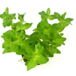 DENNERLE Wasserpflanzen-Set "30L Start" -EHEIM || DENNERLE || VERSELE-LAGA Verkäufe fbe8acee562b15a9972675c6ca3a91f581c26865 6cb3d0c7e8419967d077c05883500095339191c4