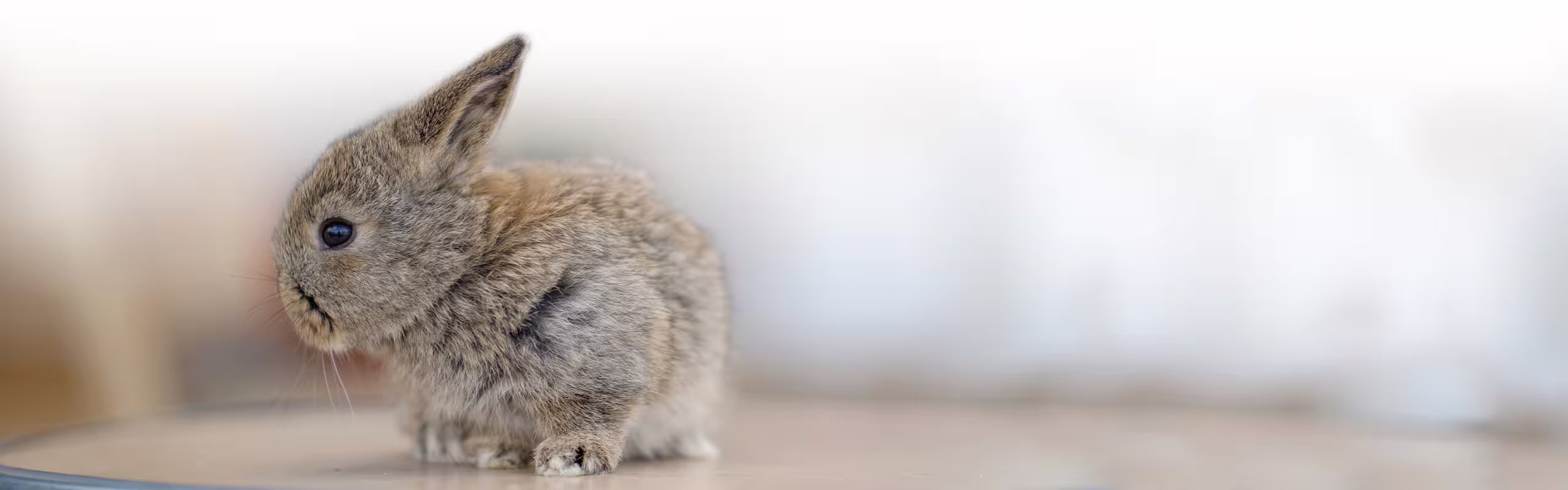 EHEIM || DENNERLE || VERSELE-LAGA Verkäufe 9 EHEIM || DENNERLE || VERSELE-LAGA Verkäufe -EHEIM || DENNERLE || VERSELE-LAGA Verkäufe Kategorieebene02 Kleintier